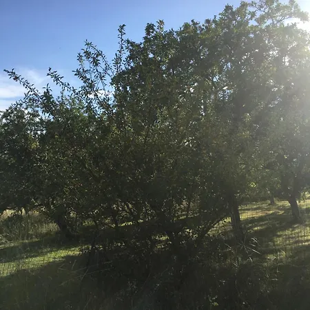 Les Mirabelliers Morville