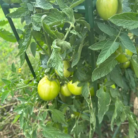 Апартаменты Les Mirabelliers *