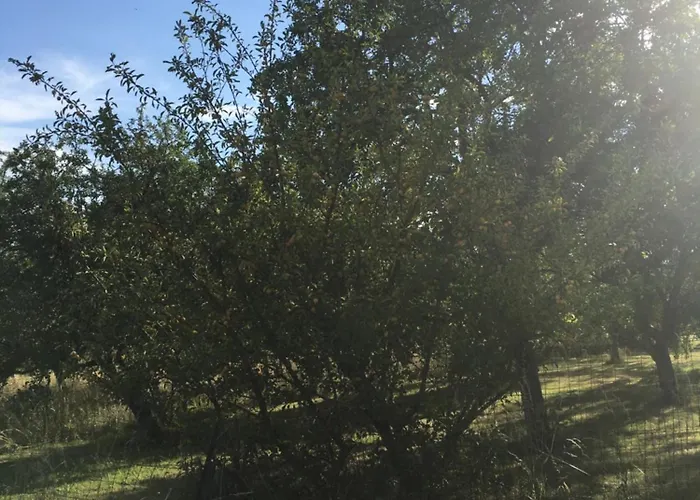 Les Mirabelliers Morville