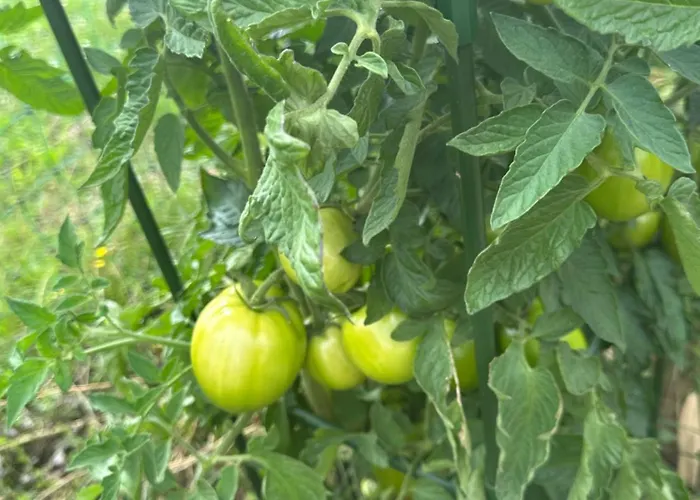 Appartamento Les Mirabelliers *