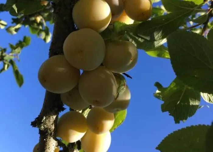 Апартаменты Les Mirabelliers *